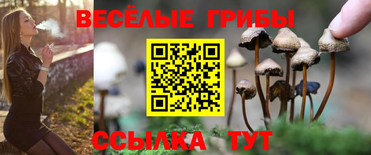 Псилоцибиновые грибы Psilocybe Сочи